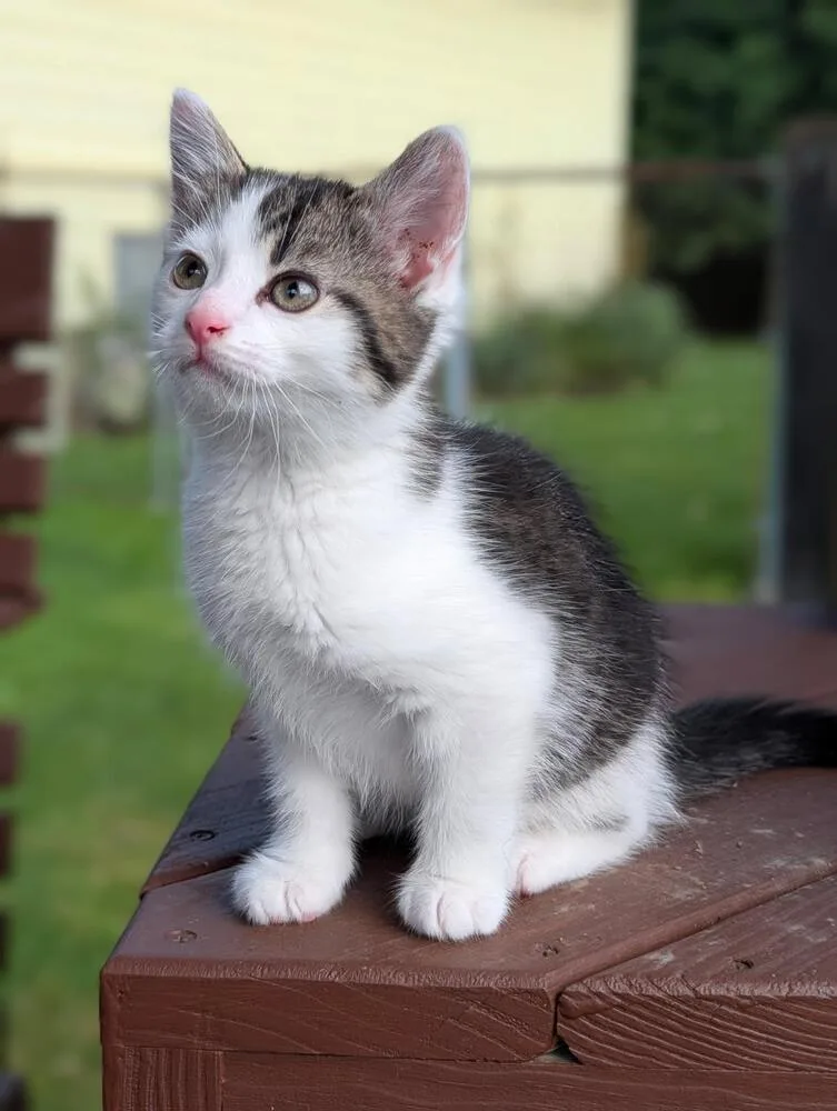 A baby small-sized female Black & White / Tuxedo Domestic Short Hair cat named Madison for adoption in Lorain, OH