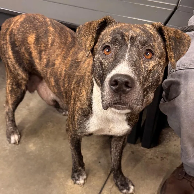 An adult medium-sized female Terrier dog named Petrie for adoption in Tampa, FL