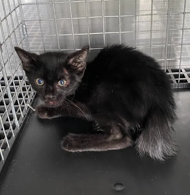 A baby small-sized male Domestic Short Hair cat named Mowgli for adoption in Fort Myers, FL