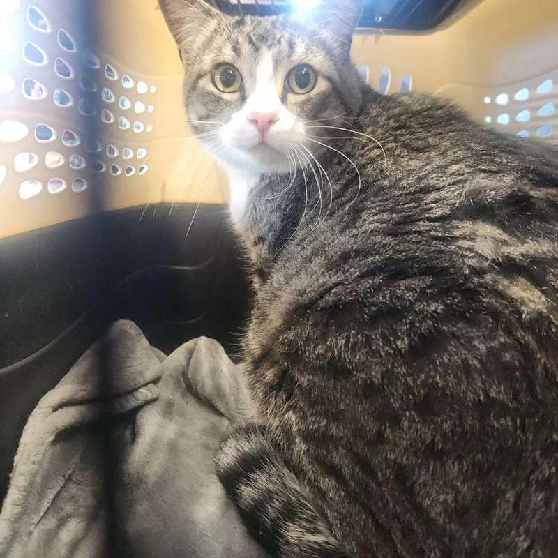 A senior large-sized male Domestic Short Hair cat named Max for adoption in Kingman, AZ