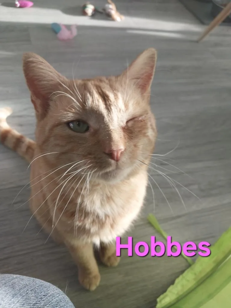 A young medium-sized male Domestic Short Hair cat named Hobbes for adoption in Leonardtown, MD