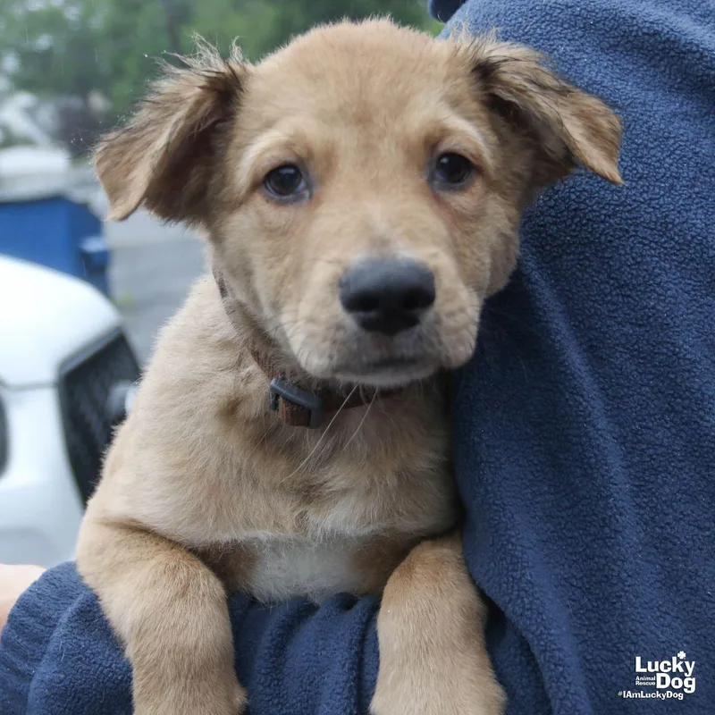 A baby large-sized male Spaniel dog named Chaz for adoption in Washington, DC