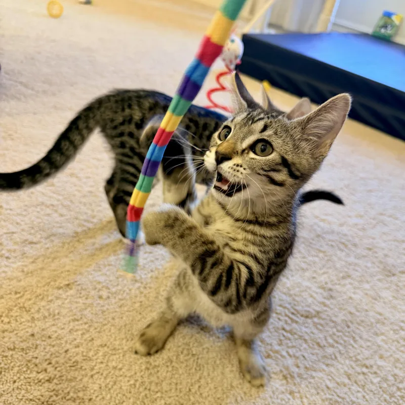 A baby small-sized male Tabby (Buff / Tan / Fawn) Domestic Short Hair cat named Molasses Man for adoption in Richmond, VA