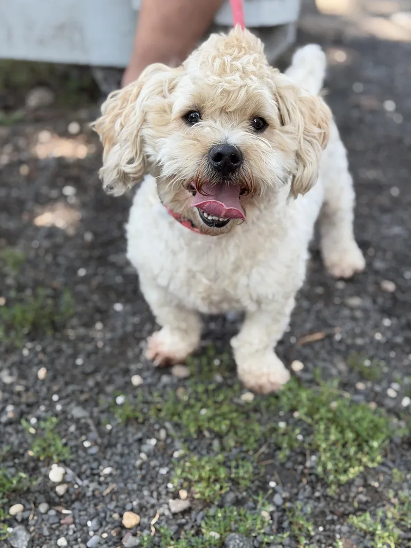 An adult small-sized male Shih poo dog named Scottie for adoption in Mahwah, NJ