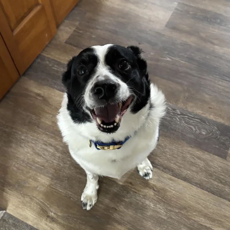 Prince Courtesy Listing