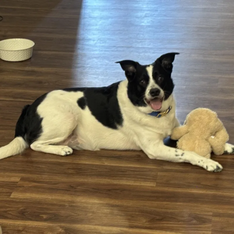 Prince Courtesy Listing thumbnail 3