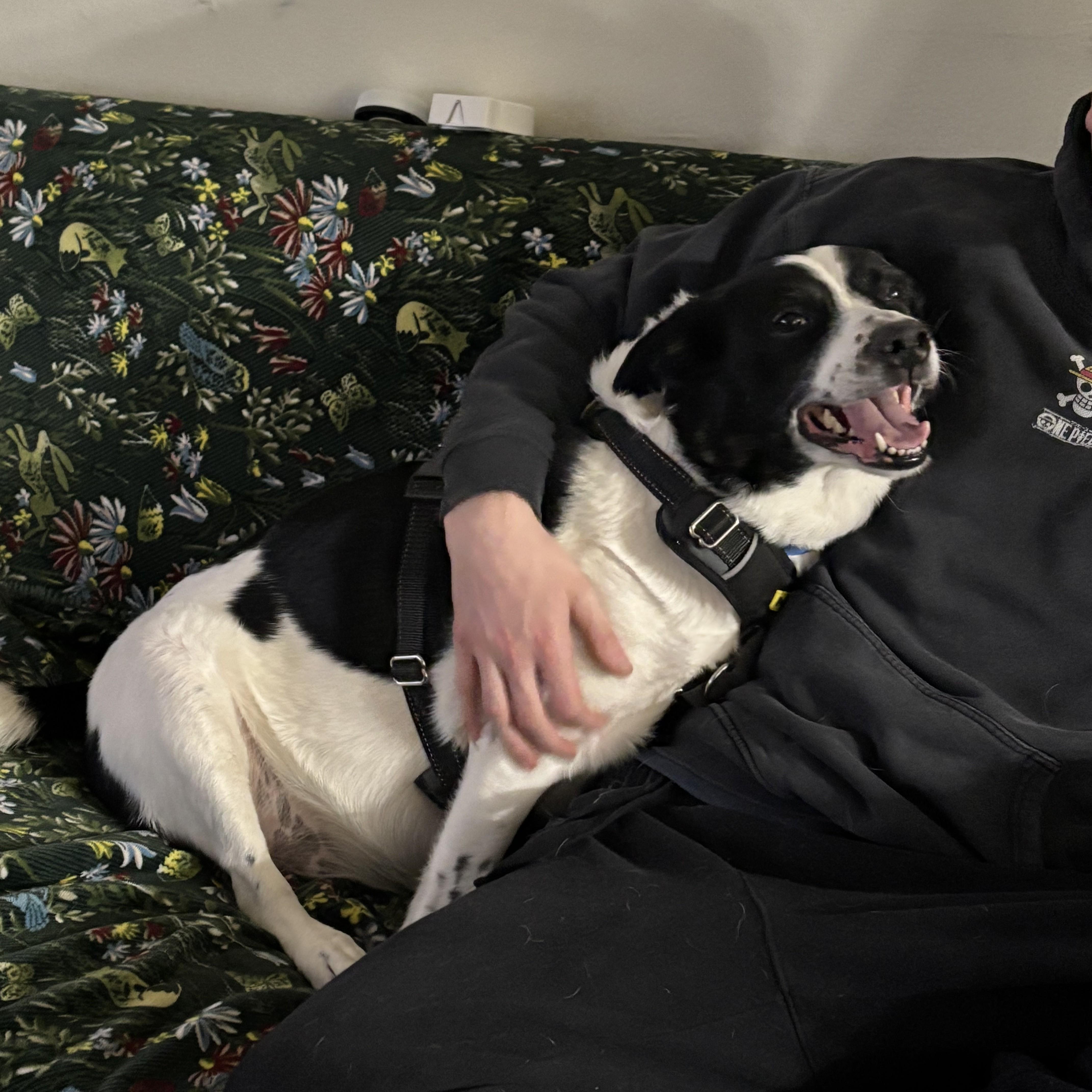 Prince Courtesy Listing thumbnail 5