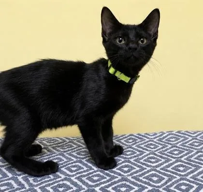 A young medium-sized male Black Domestic Short Hair cat named Binx for adoption in Jackson, GA