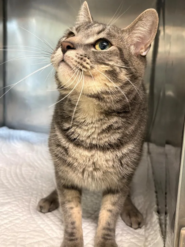 A young medium-sized male Domestic Short Hair cat named Julien for adoption in Fall River, MA
