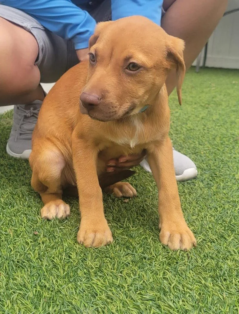A baby medium-sized female Dachshund dog named Isabella Pup Altana for adoption in Pompano Beach, FL