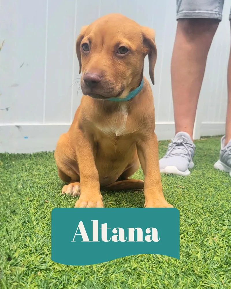 Isabella Pup  Altana thumbnail 3
