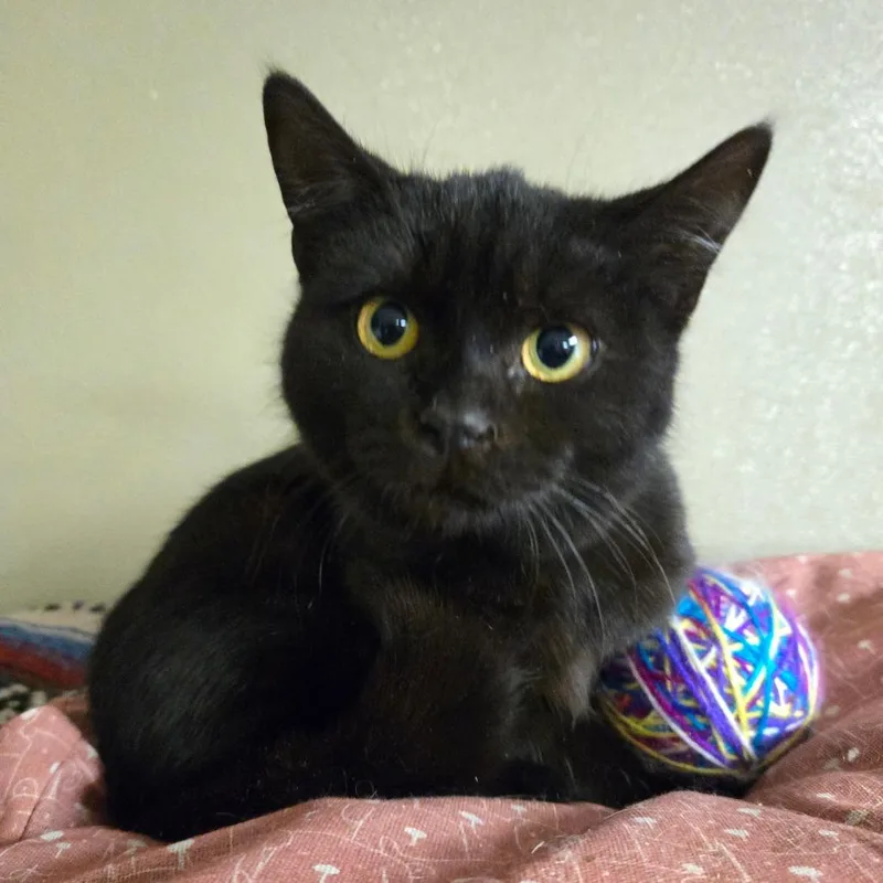 A young small-sized female Black Domestic Short Hair cat named Sugarplum for adoption in Pennsville, NJ