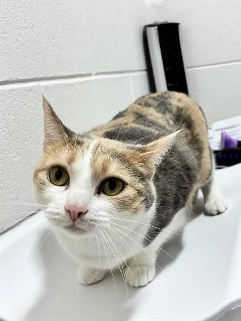 An adult large-sized female Domestic Short Hair cat named O'Shun for adoption in Upper Marlboro, MD