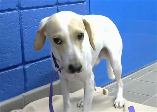 A young medium-sized male Dachshund dog named Freddy for adoption in Albuquerque, NM