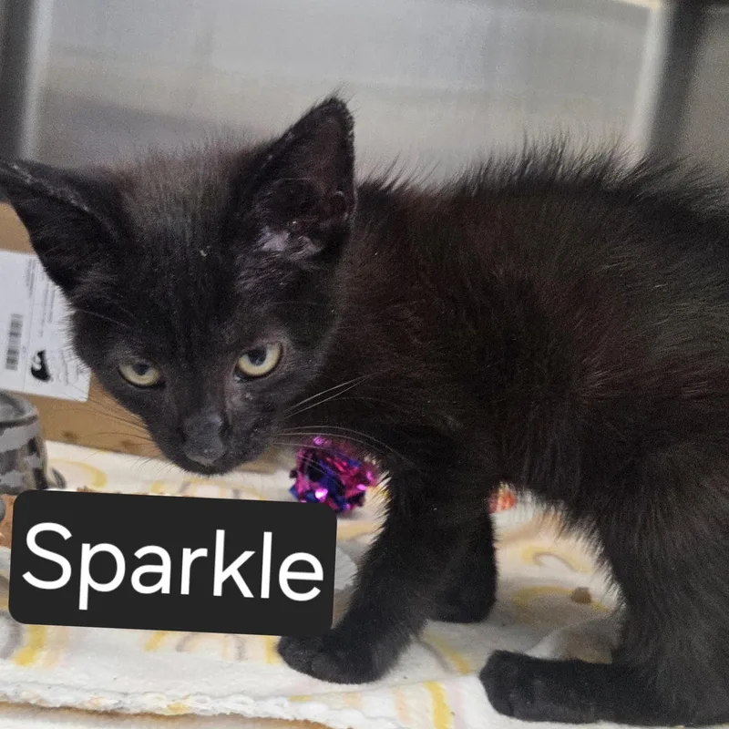 A baby medium-sized female Black Domestic Short Hair cat named Sparkle for adoption in SNOW HILL, NC