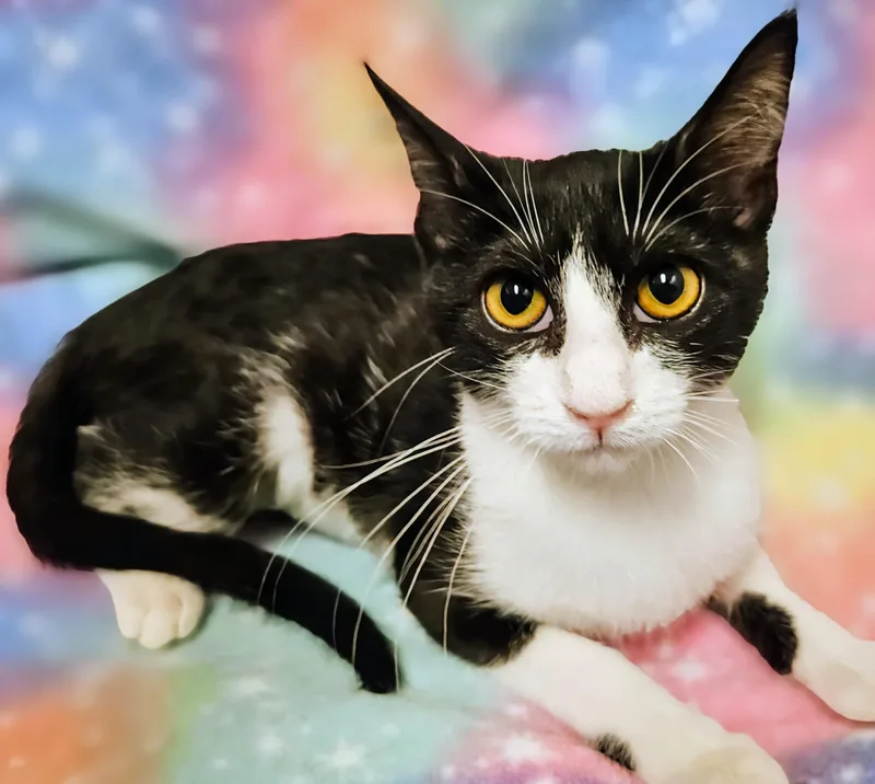 Suzy Q  Rancho thumbnail 2