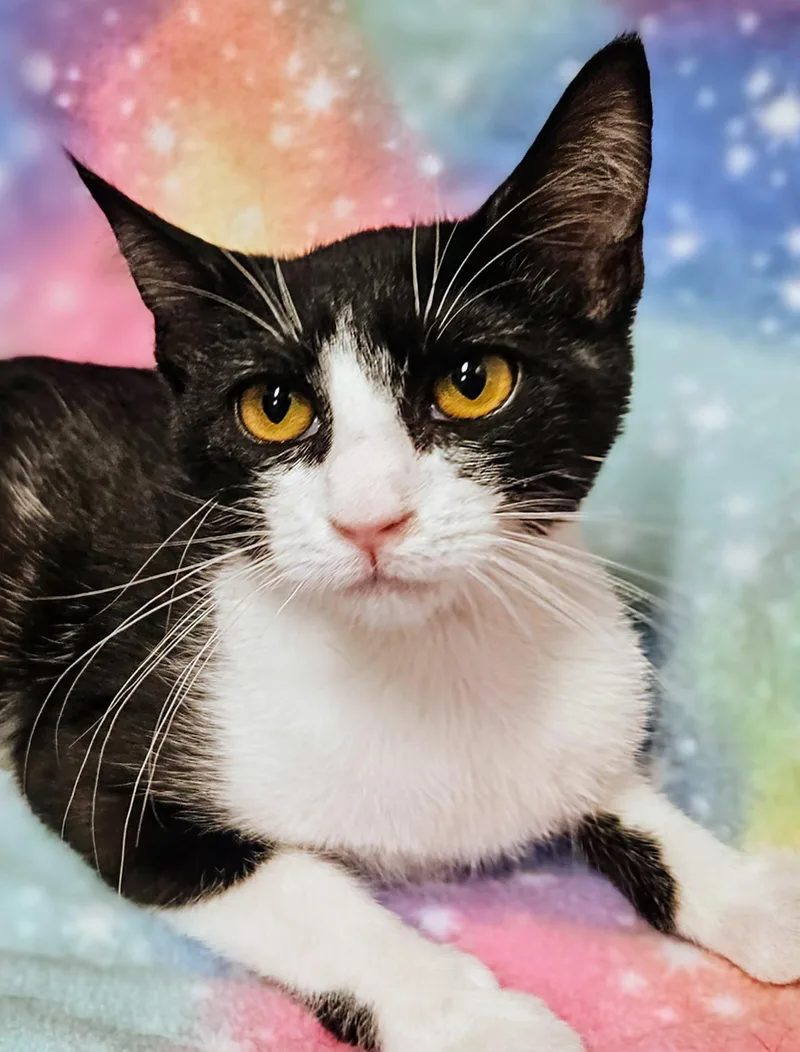 Suzy Q  Rancho thumbnail 4