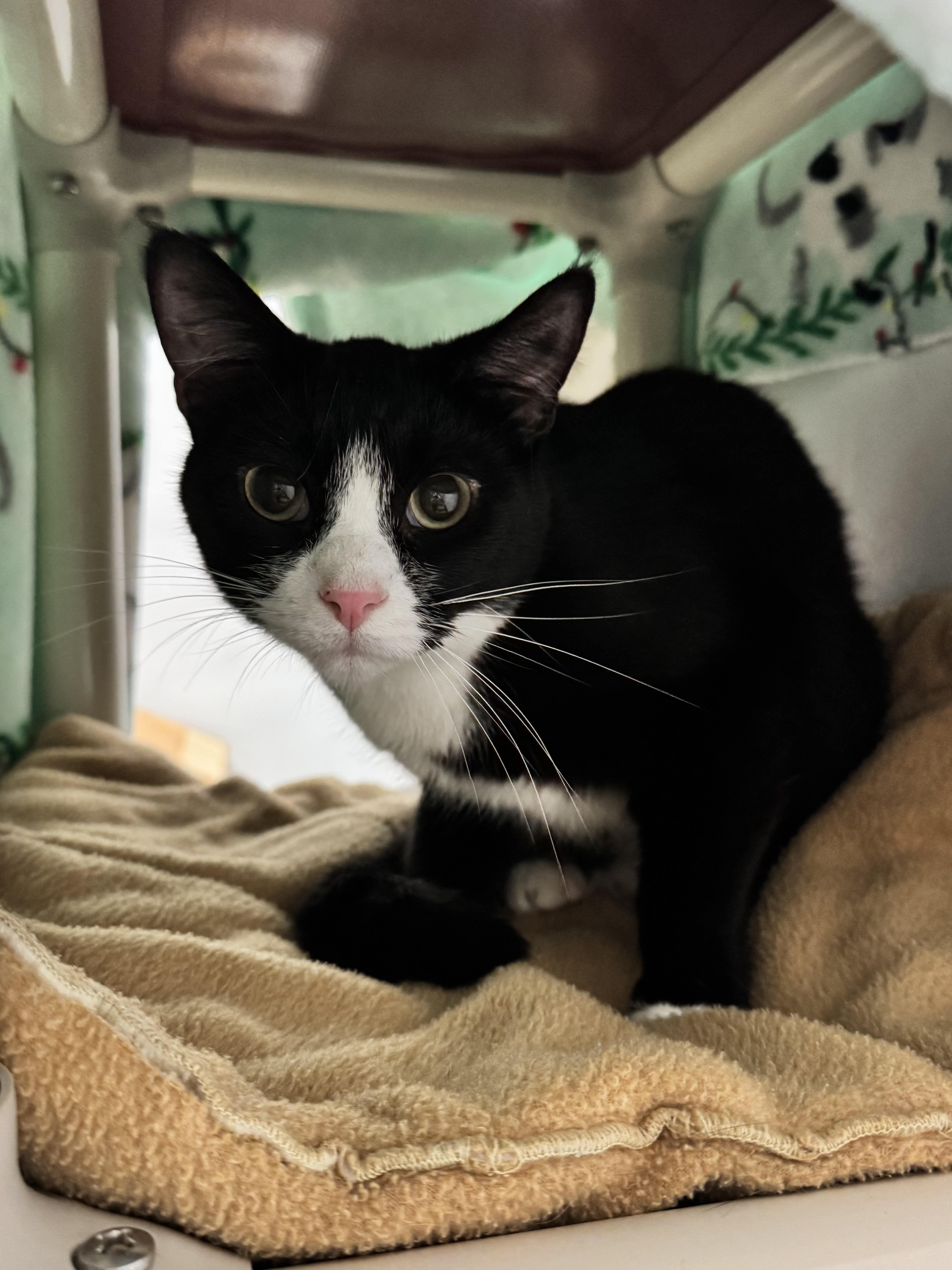 An adult medium-sized male Black & White / Tuxedo Domestic Short Hair cat named Hawk for adoption in Dodgeville, WI