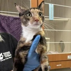 A young medium-sized female Domestic Short Hair cat named Debbie Doolie for adoption in Murray, UT