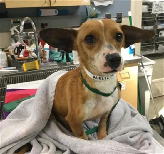 An adult small-sized female Chihuahua dog named Tiny for adoption in Riverside, CA