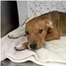 A young medium-sized female Brown / Chocolate Terrier dog named Zoey for adoption in Tampa, FL