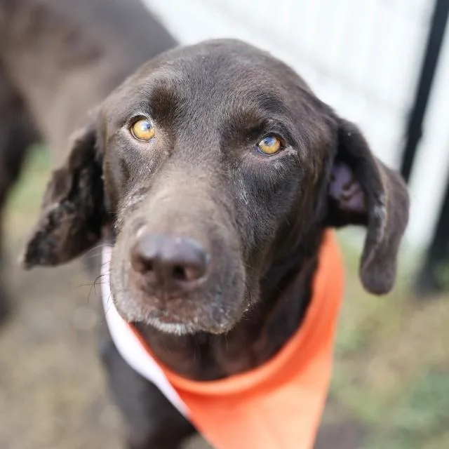 An adult large-sized male Labrador Retriever dog named Sal for adoption in San Antonio, TX