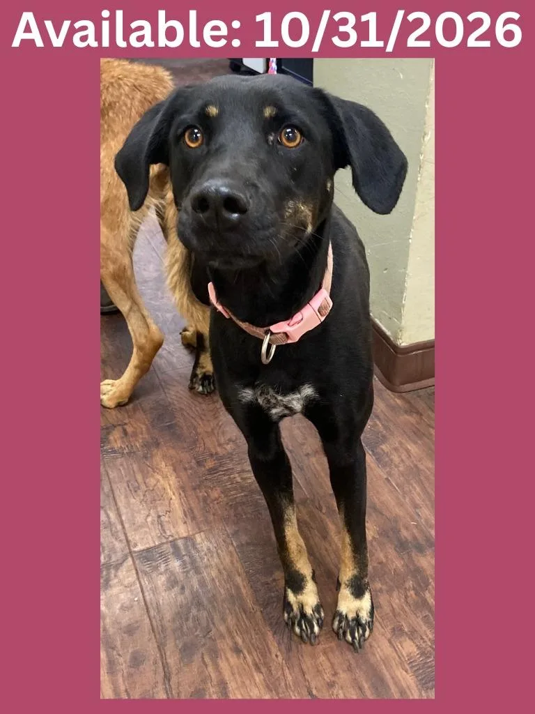 An adult medium-sized female Labrador Retriever dog named Dog Kennel for adoption in Greenville, TX