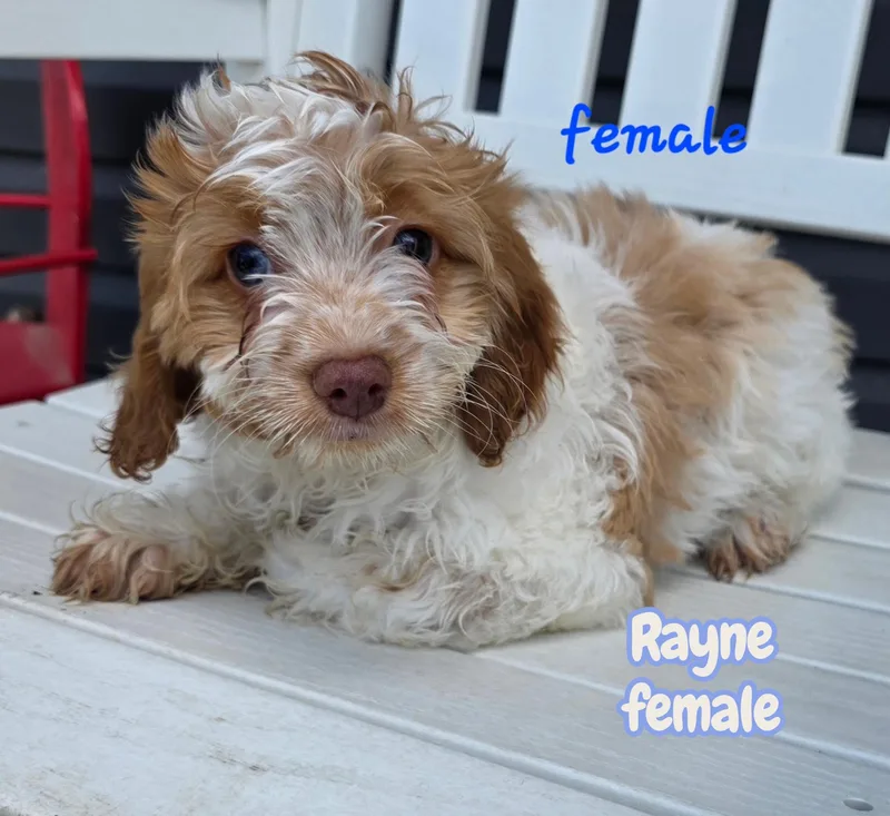 A baby small-sized female Cockapoo dog named Rayne for adoption in Semmes, AL