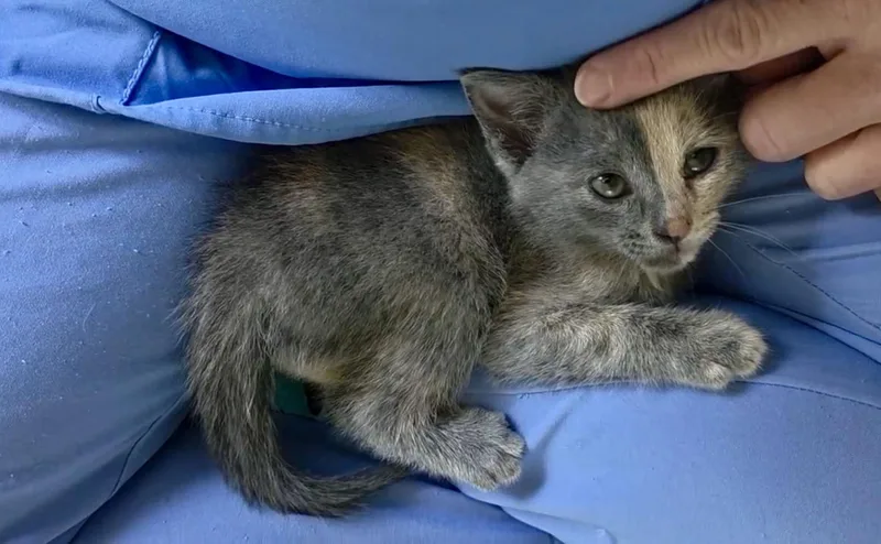 A baby medium-sized female Dilute Tortoiseshell Domestic Short Hair cat named Justice for adoption in Greensboro, NC