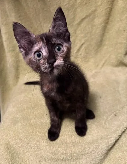 A baby small-sized female Domestic Short Hair cat named Tilly for adoption in Sacramento, CA