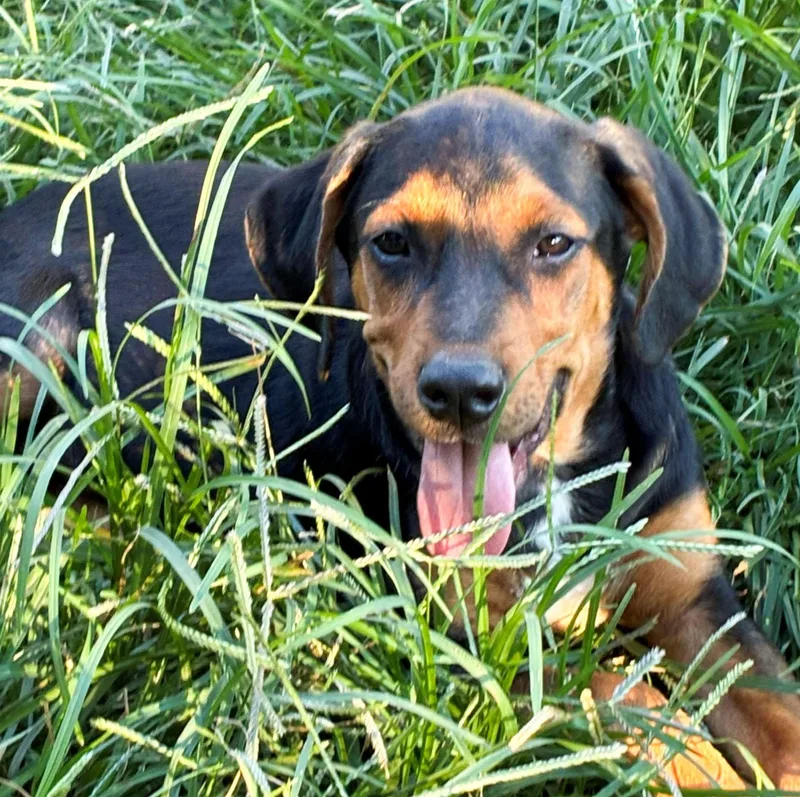 A baby medium-sized male Tricolor (Brown, Black, & White) Hound dog named Blu for adoption in Albany, NY