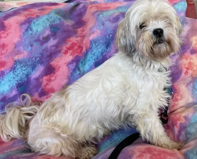 A senior small-sized female White / Cream Shih Tzu dog named Taffy for adoption in Memphis, TN