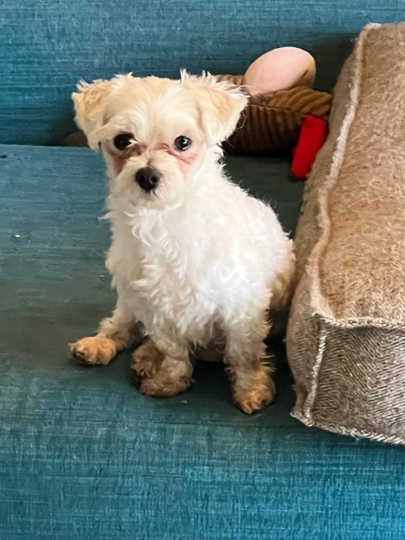 An adult small-sized male Harlequin Maltese dog named Apollo for adoption in Beaverton, OR