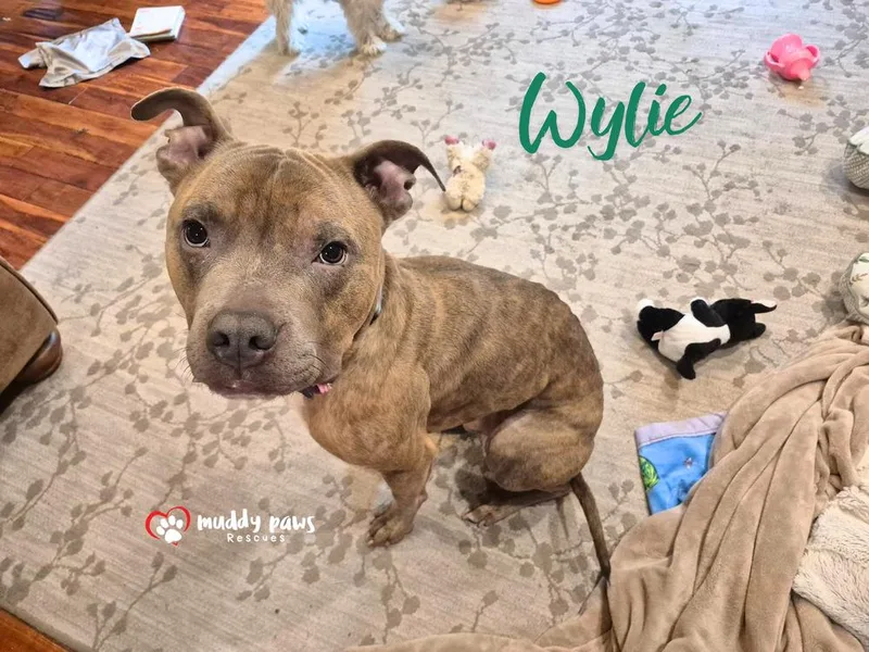 Wylie aka Chowder