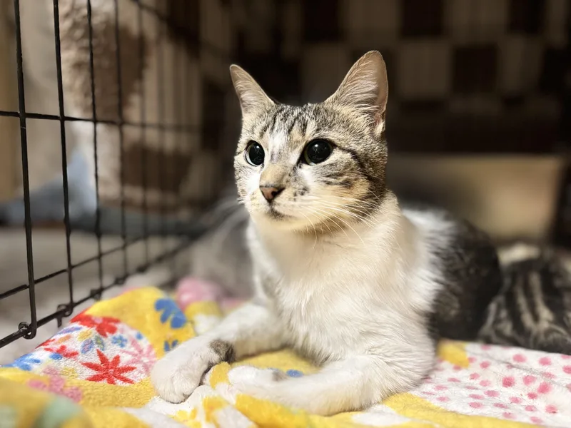 A young medium-sized female White Domestic Short Hair cat named Lorelei for adoption in Andersonville, TN