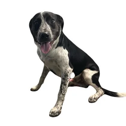 A young medium-sized male Australian Cattle Dog / Blue Heeler dog named Duke for adoption in Red Bluff, CA