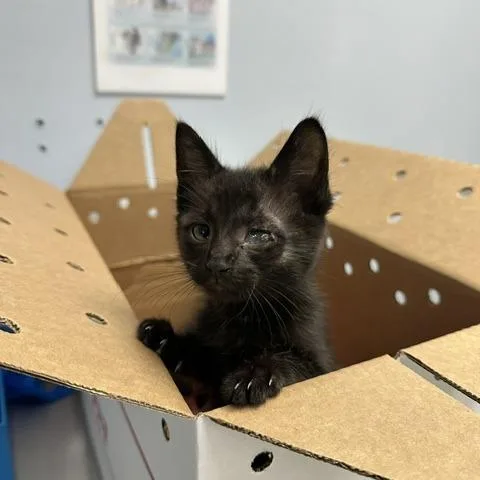 A baby small-sized male Black Domestic Short Hair cat named Hull for adoption in Indianapolis, IN