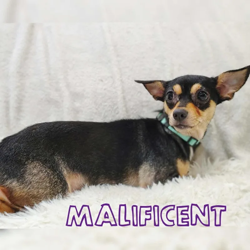 Maleficent