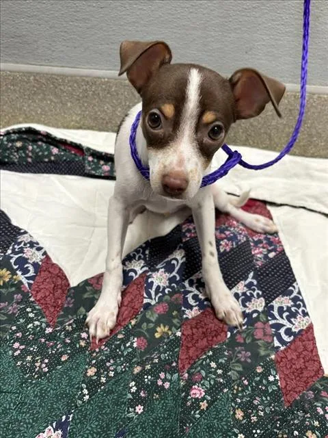 Oscar