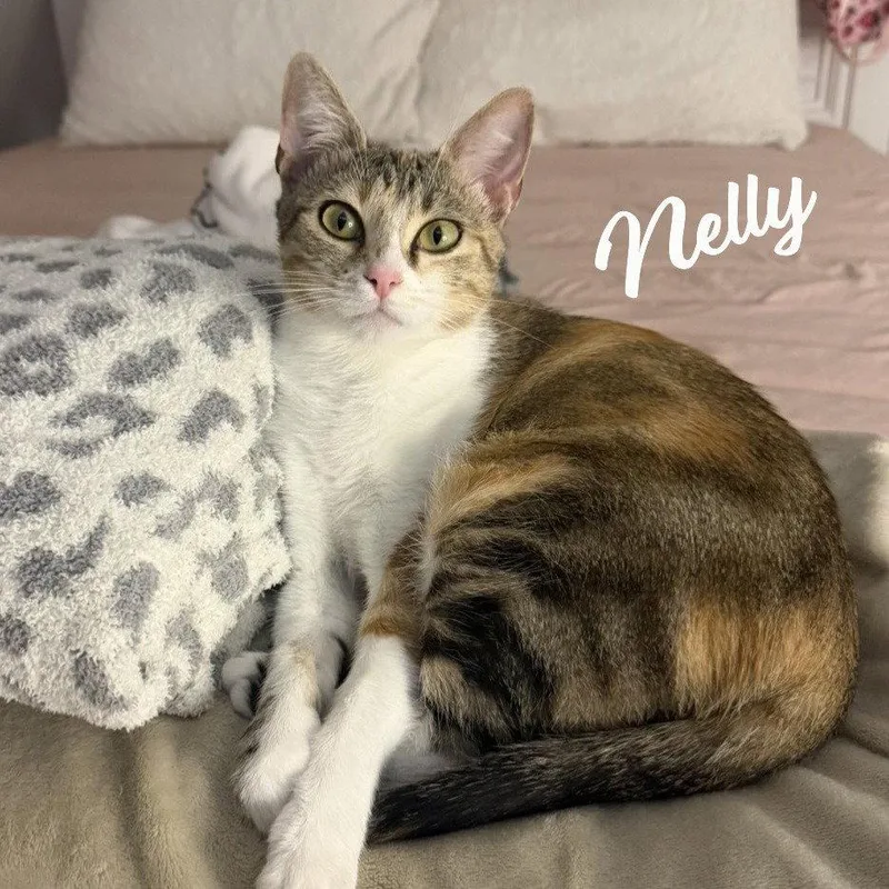 A young medium-sized female Calico cat named Nelly prettyinsideout for adoption in Houston, TX