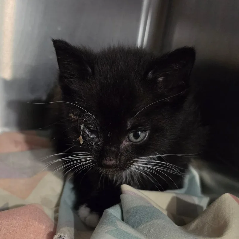 A baby small-sized male Black Domestic Short Hair cat named Huey for adoption in Muncie, IN