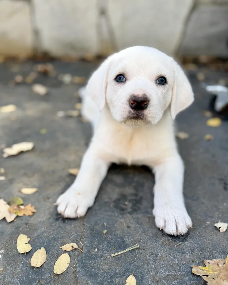 A baby large-sized male White / Cream Great Pyrenees dog named Half pint for adoption in Sonora, CA