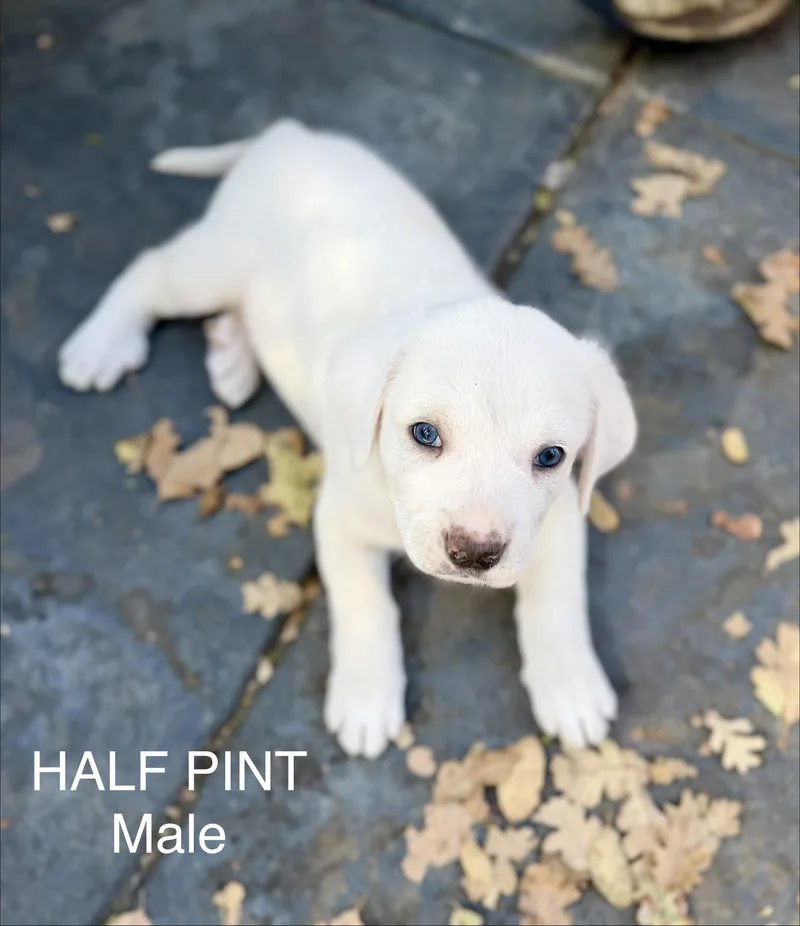 Half pint thumbnail 3