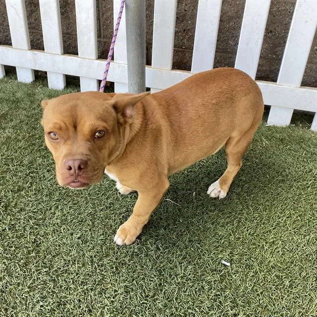 A young medium-sized male Staffordshire Bull Terrier dog named Darwin for adoption in Modesto, CA