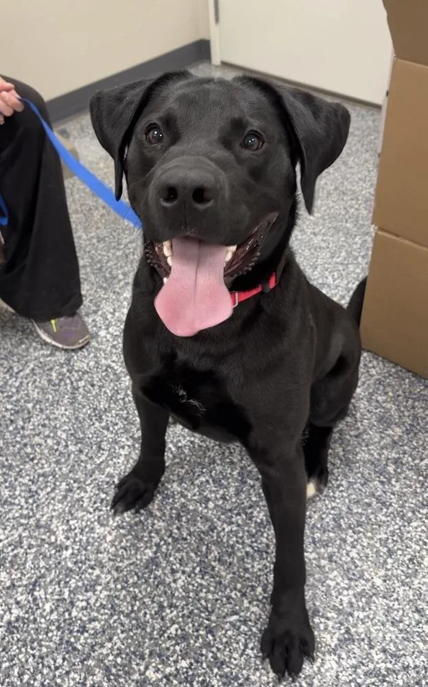 An adult large-sized male Black Labrador Retriever dog named Smokey for adoption in Bemidji, MN