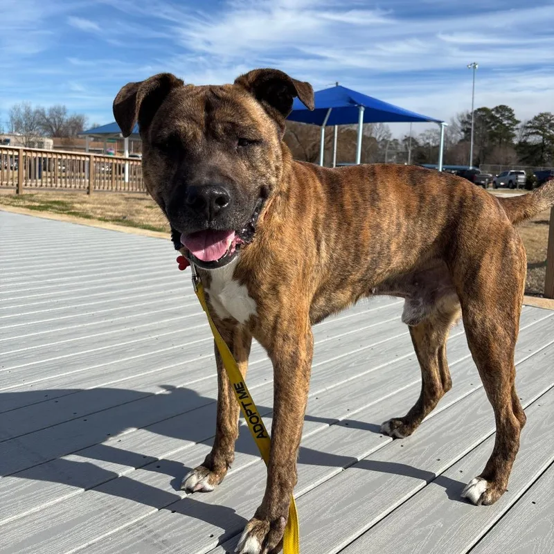 An adult large-sized male Brindle Mixed Breed dog named Kenny for adoption in Beulaville, NC