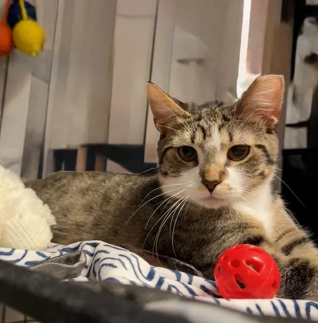 A young medium-sized female Tabby (Brown / Chocolate) Domestic Short Hair cat named Sidney for adoption in Mount Pleasant, SC