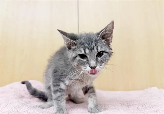 A baby small-sized female Domestic Medium Hair cat named Tara for adoption in Saint Louis, MO