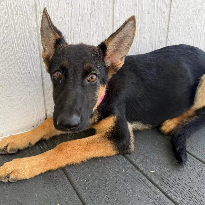 A baby large-sized female Yellow / Tan / Blond / Fawn German Shepherd Dog dog named Mandalay for adoption in Lakeland, FL