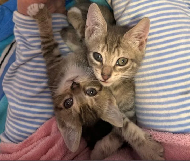A baby medium-sized male Gray / Blue / Silver Domestic Short Hair cat named Ricky for adoption in Herndon, VA